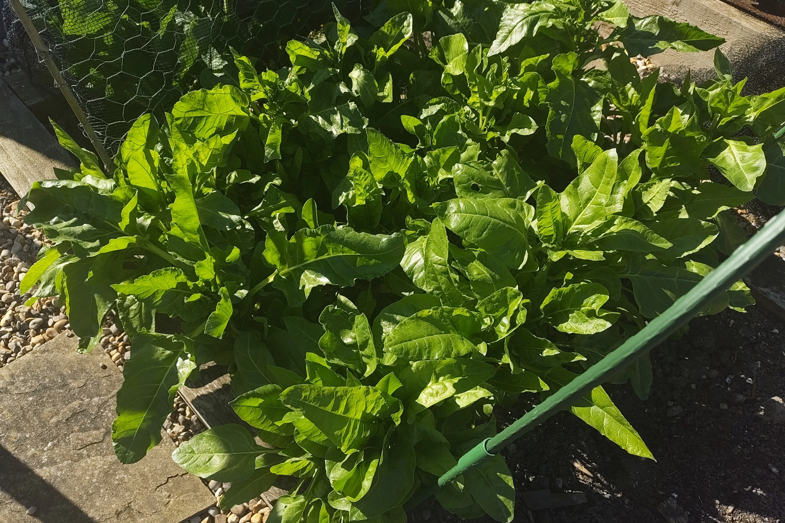 How to Harvest Perpetual Spinach for Freezing