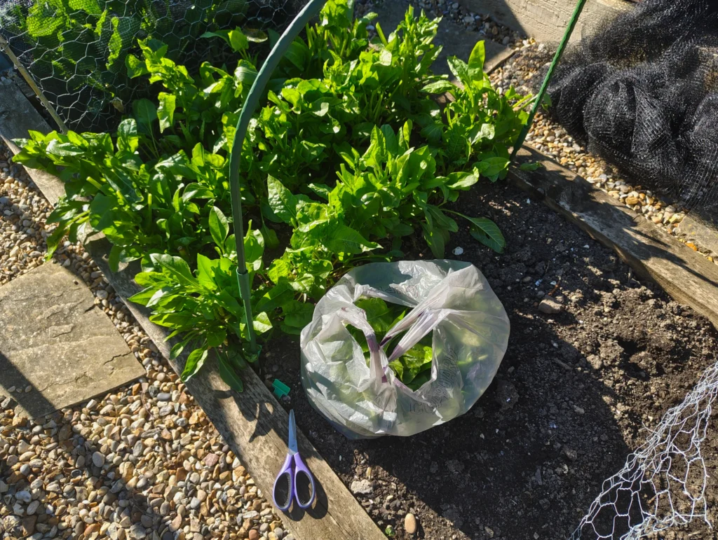 guide to harvesting perpetual spinach