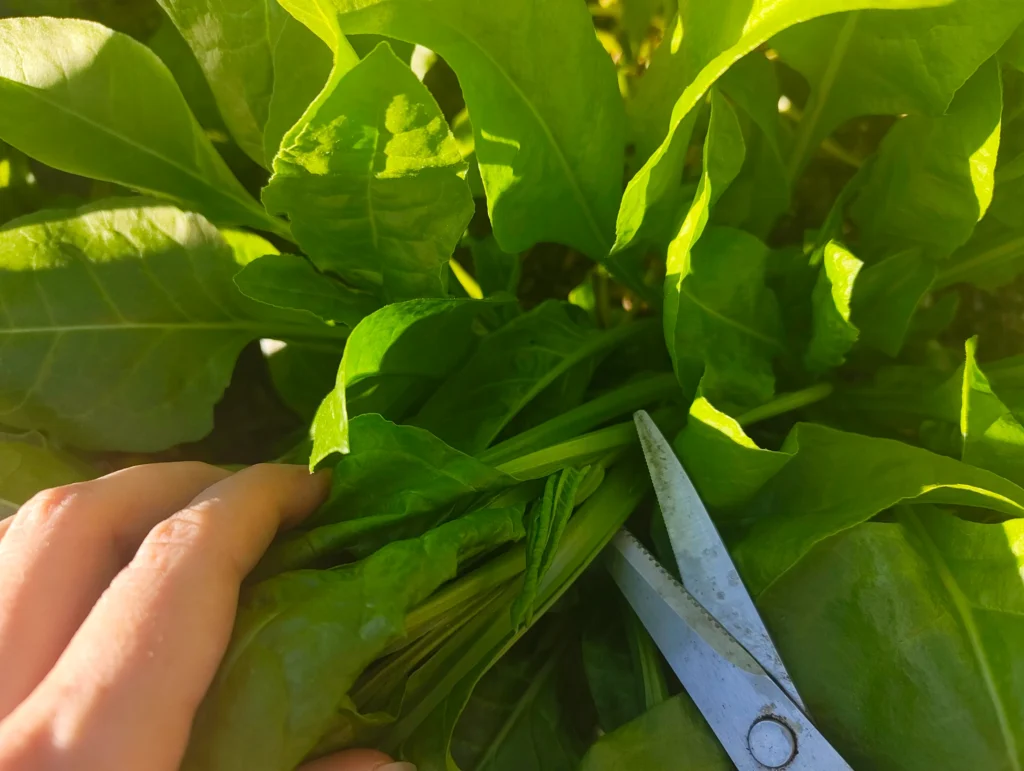 harvesting fresh spinach leaves