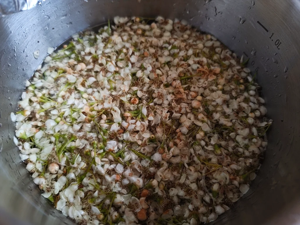 infusing hawthorn blossoms