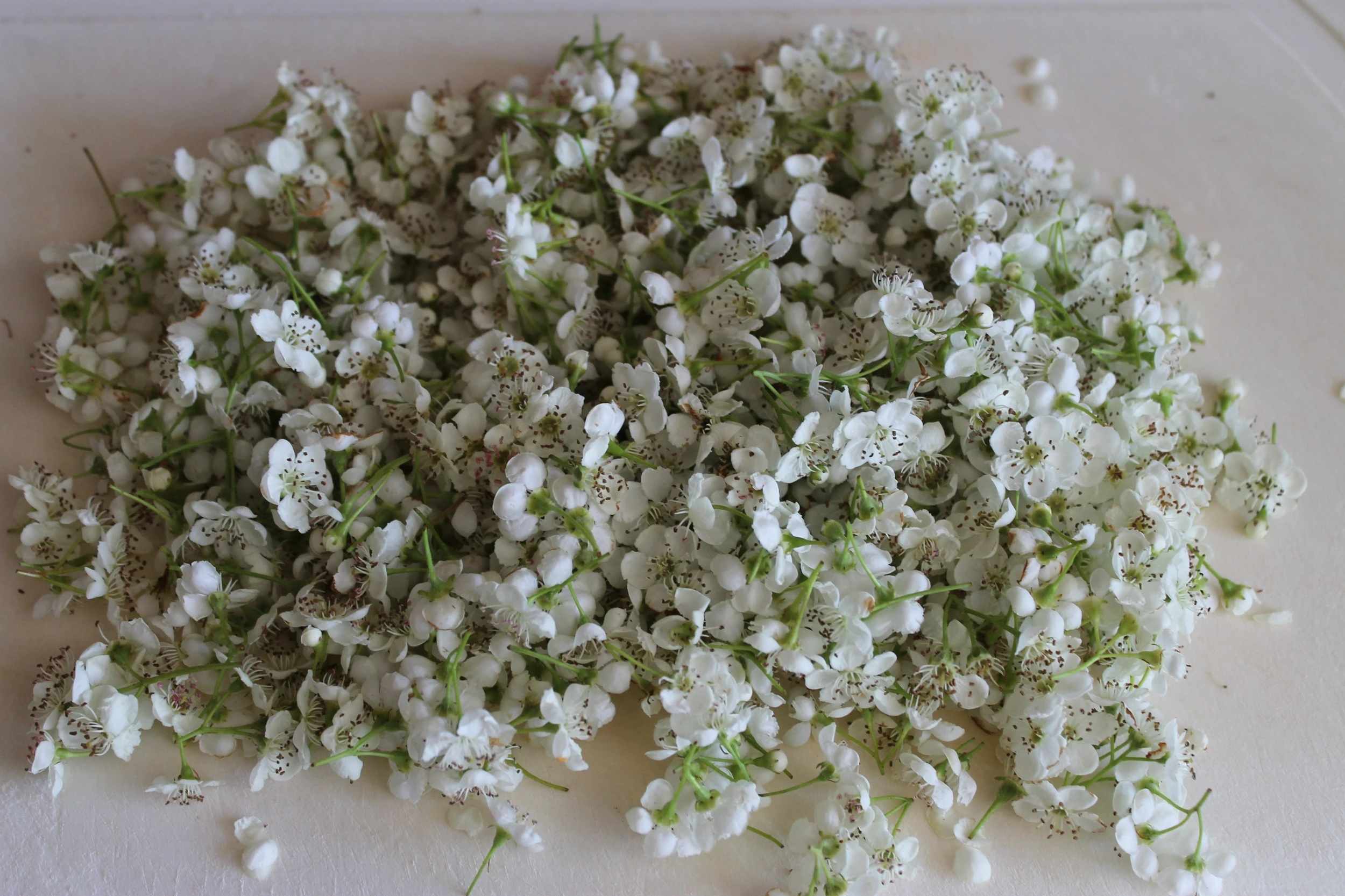 sorting hawthorn blossoms