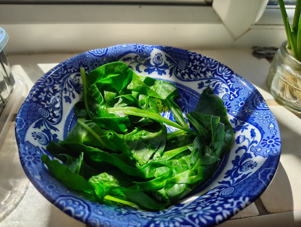 wilted spinach leaves