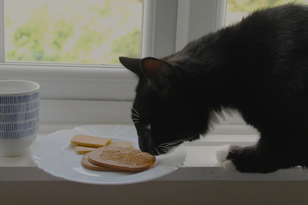cat sniffing sakuraco treats