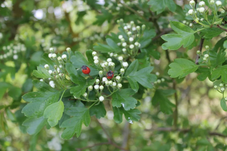 Hawthorn Foraging Guide - What to Eat and When