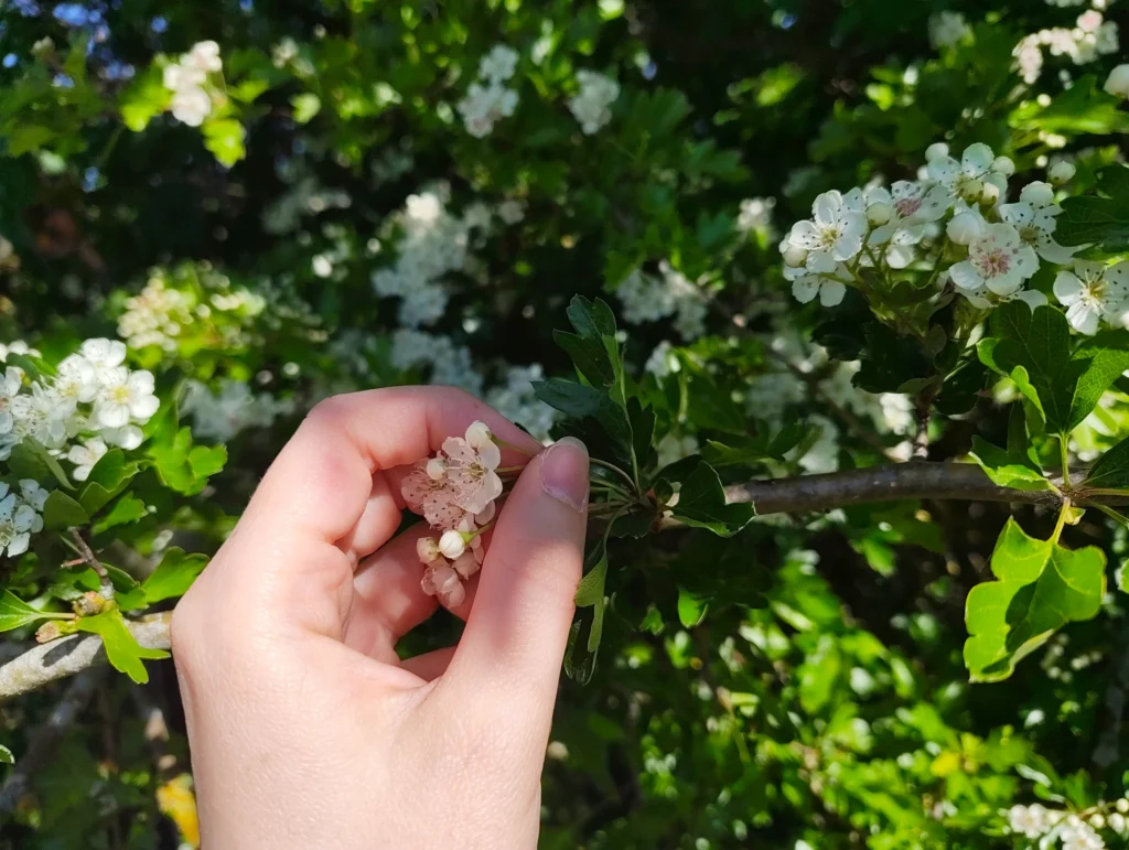 harvesting blossoms