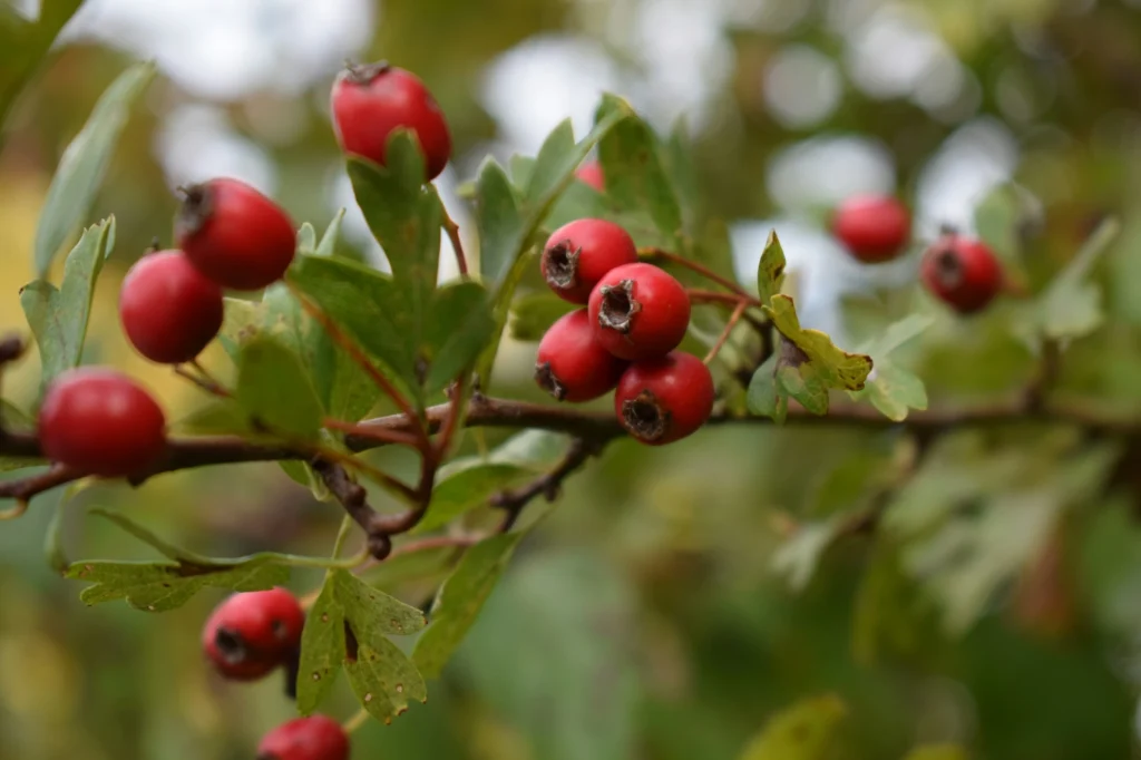 hawthorn berries