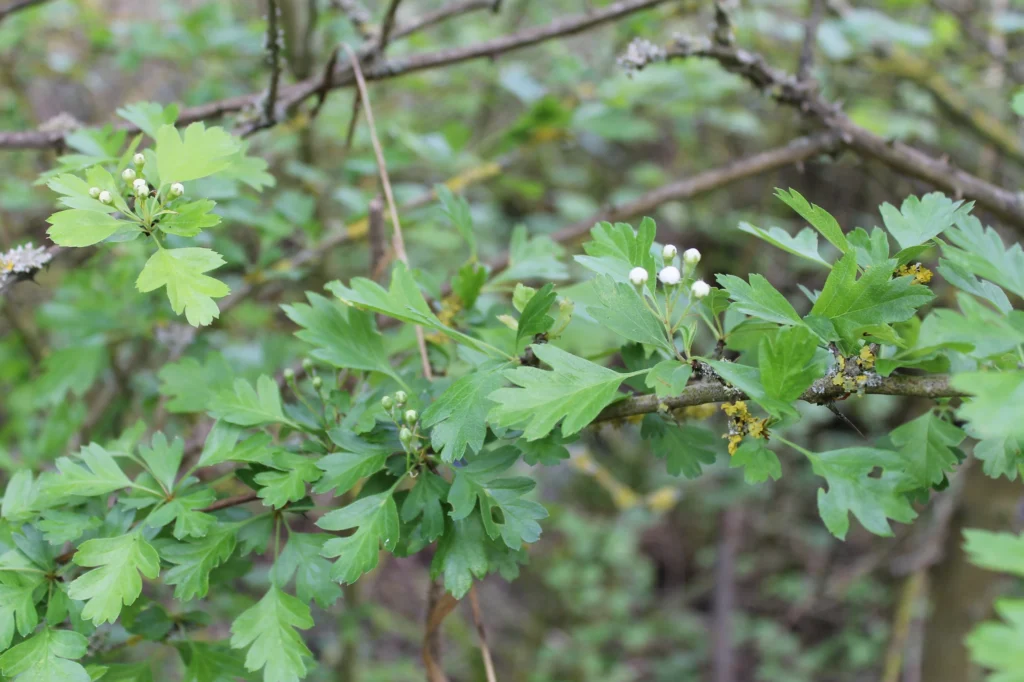 hawthorn branch identification