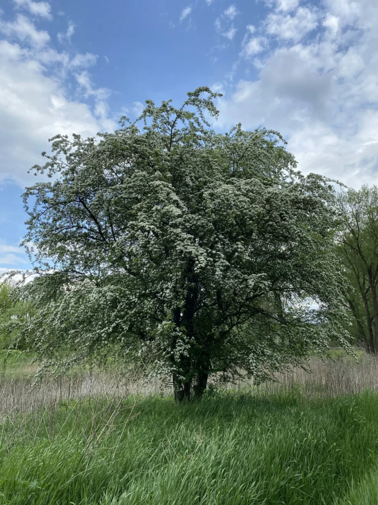 hawthorn shrub