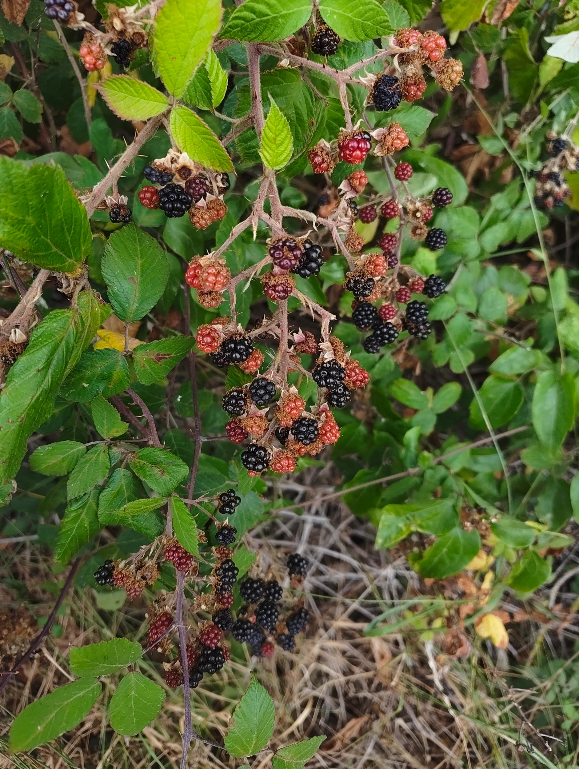 british blackberry brambles wild
