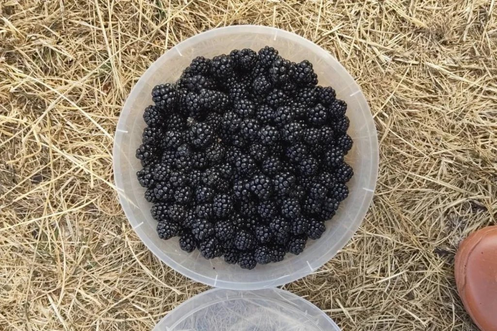 foraged berries in tupperware
