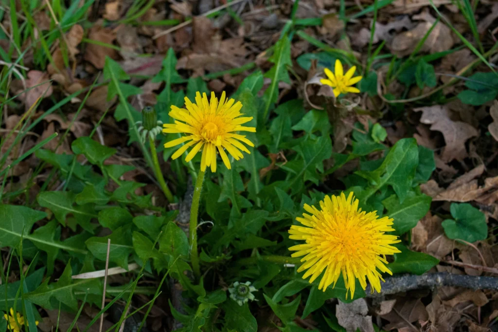 dandelion tea foraging