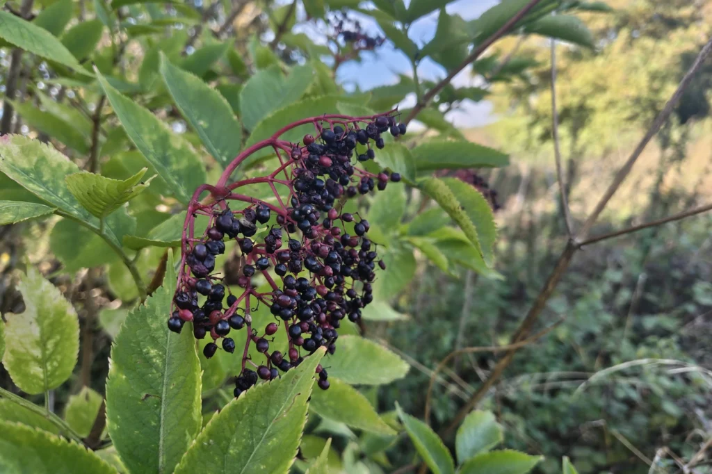 elderberry tree for tea