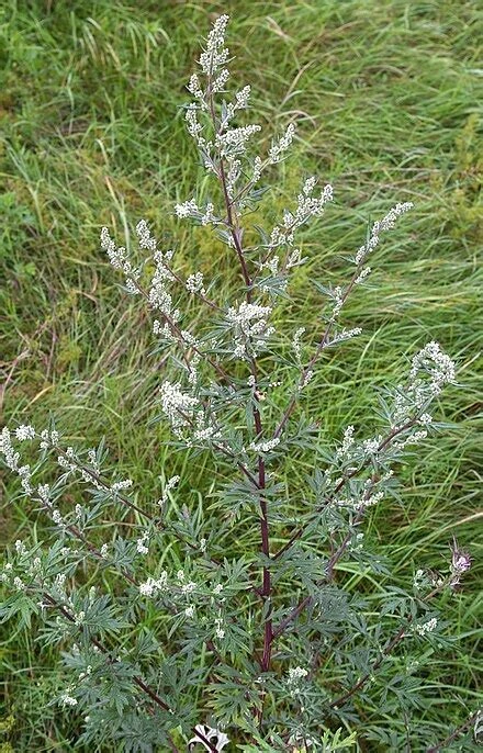 mugwort plant uk