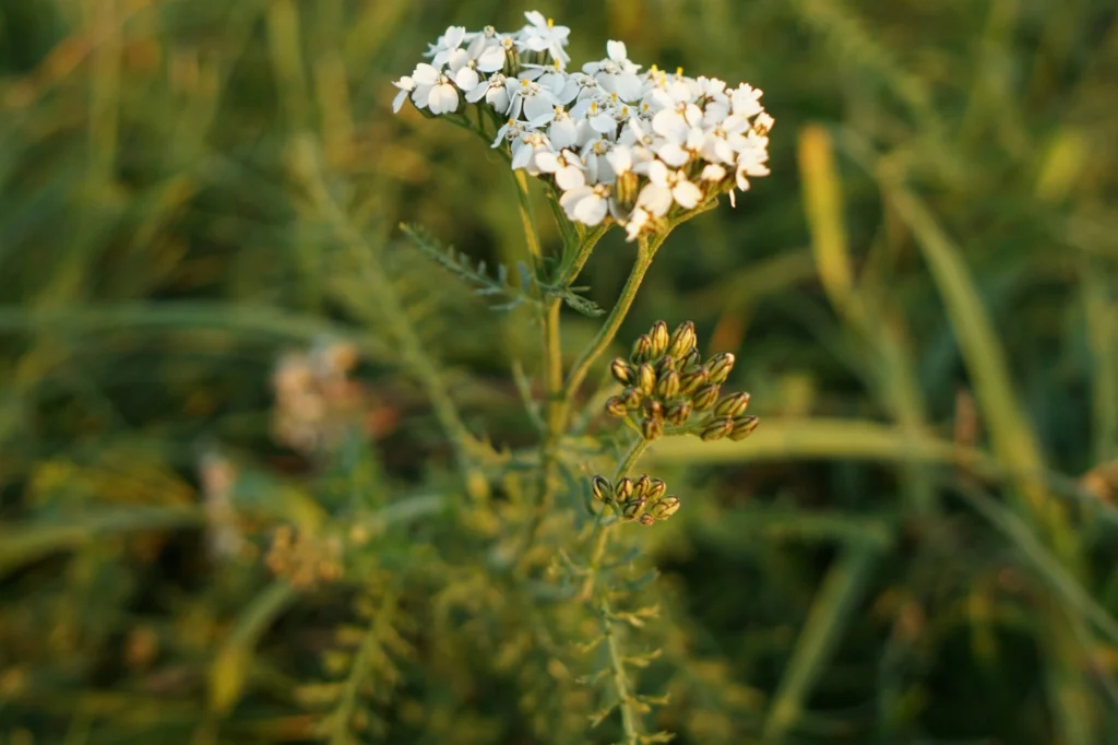 yarrow foraging